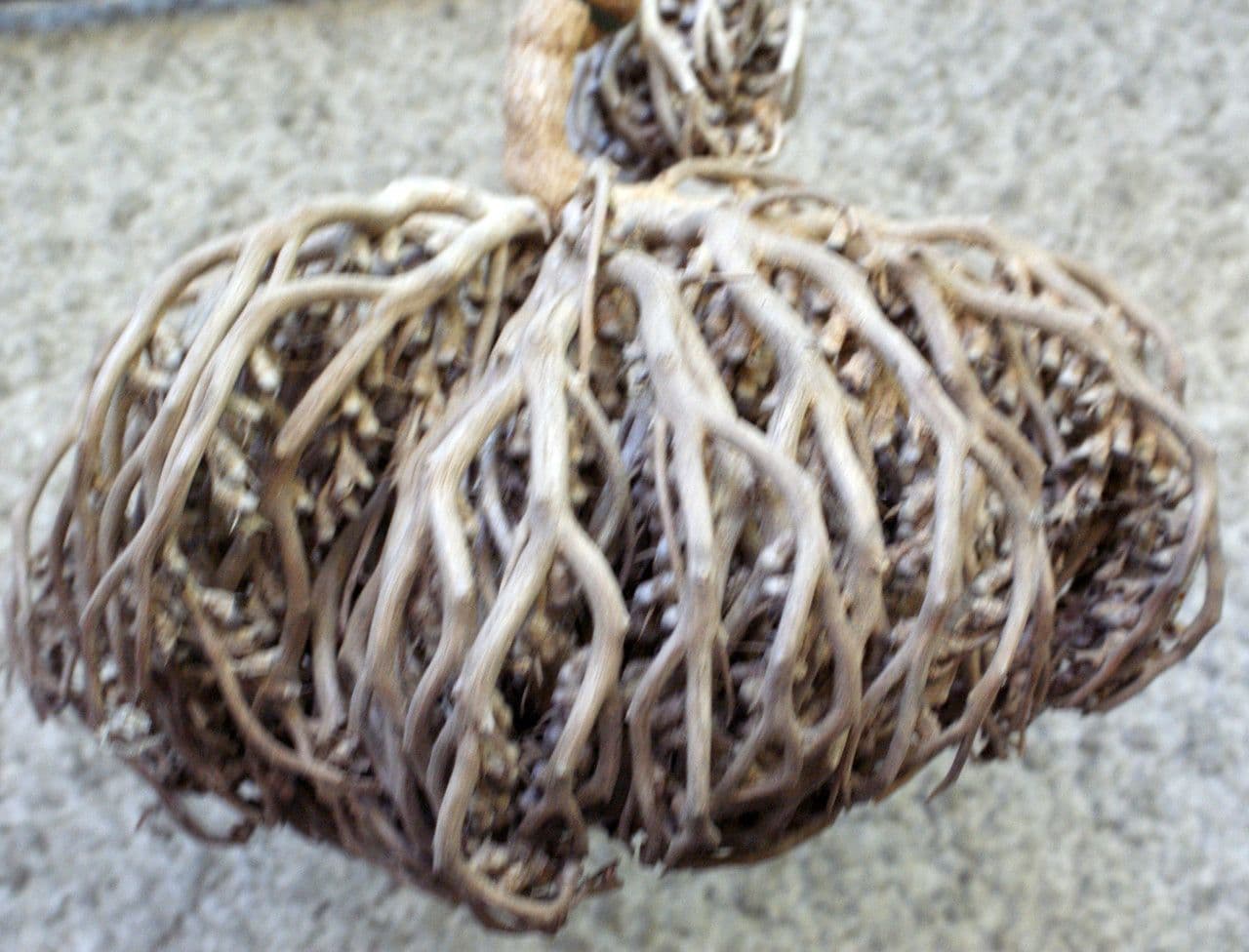 Rose-of-Jericho curled desiccated form