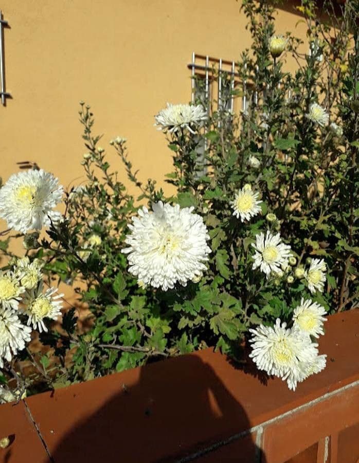 Callistephus chinensis avec fleurs completement epanouies en diverses couleurs