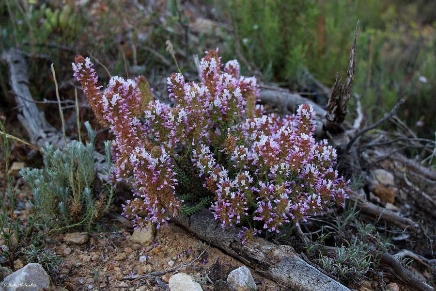 Coris monspeliensis mit zarten violetten Blüten und kompaktem Wuchs