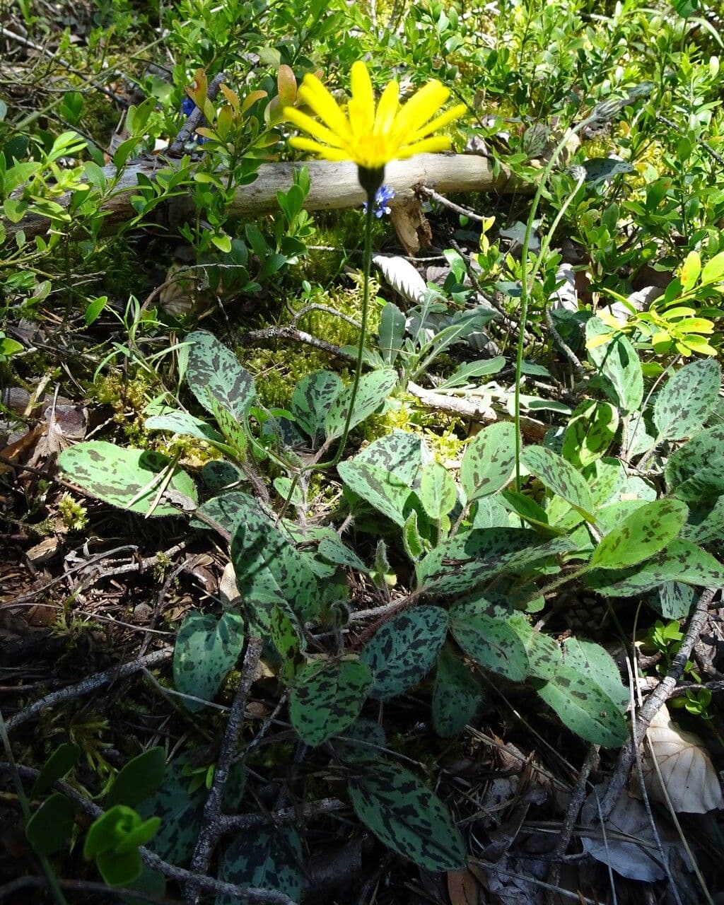 Yellow flowers of spotted hawkweed