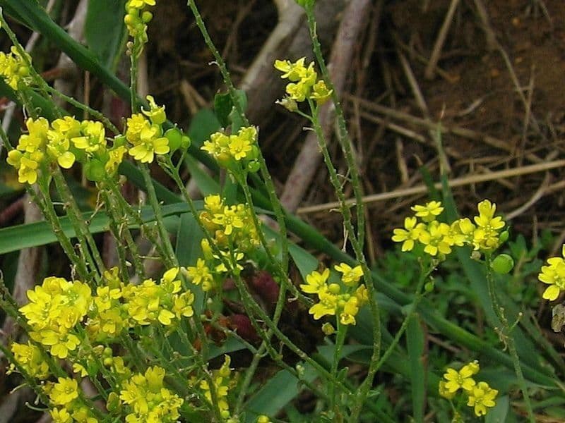 Alysse dorée couverte de grappes de fleurs jaune vif au printemps