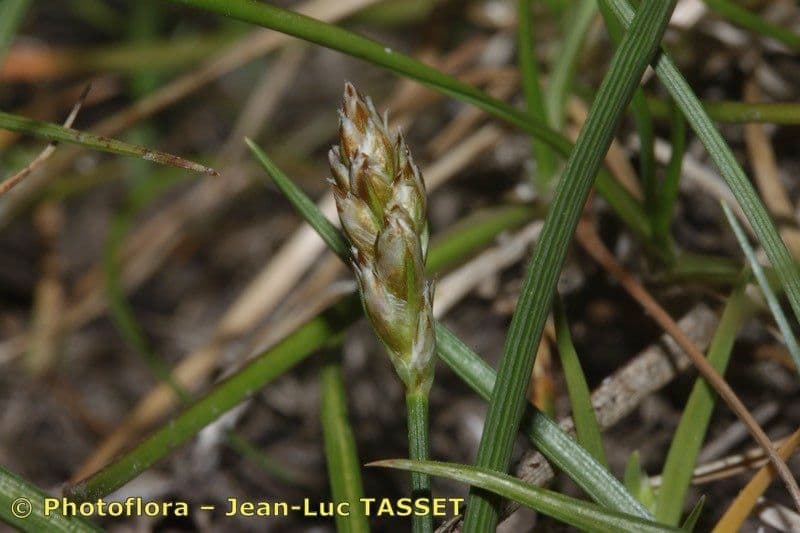 Carex stenophylla pousse bas avec de fines tiges sur la pierre alpine