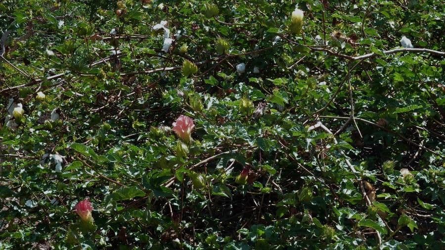 Bloeiende katoenplant met karakteristieke bloemen en vruchten