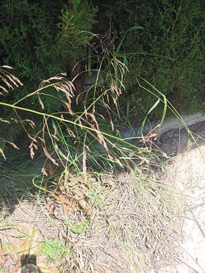 Smilo grass (Piptatherum miliaceum) displaying delicate golden plumes and fine needle-like foliage