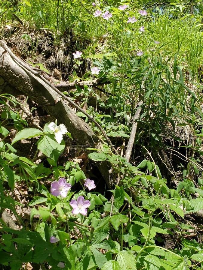 Geranium maculatum flowers in bloom