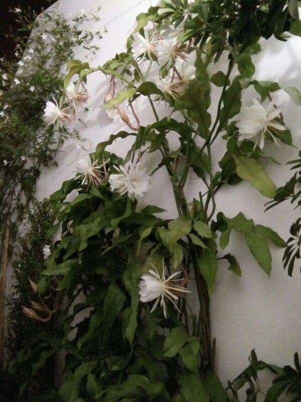 White night-blooming flowers of Epiphyllum oxypetalum cactus