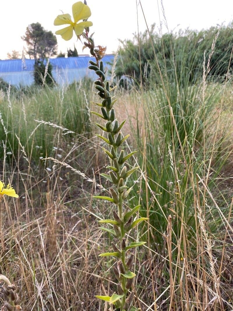 Fleurs jaunes d'Oenothera stricta en pleine floraison