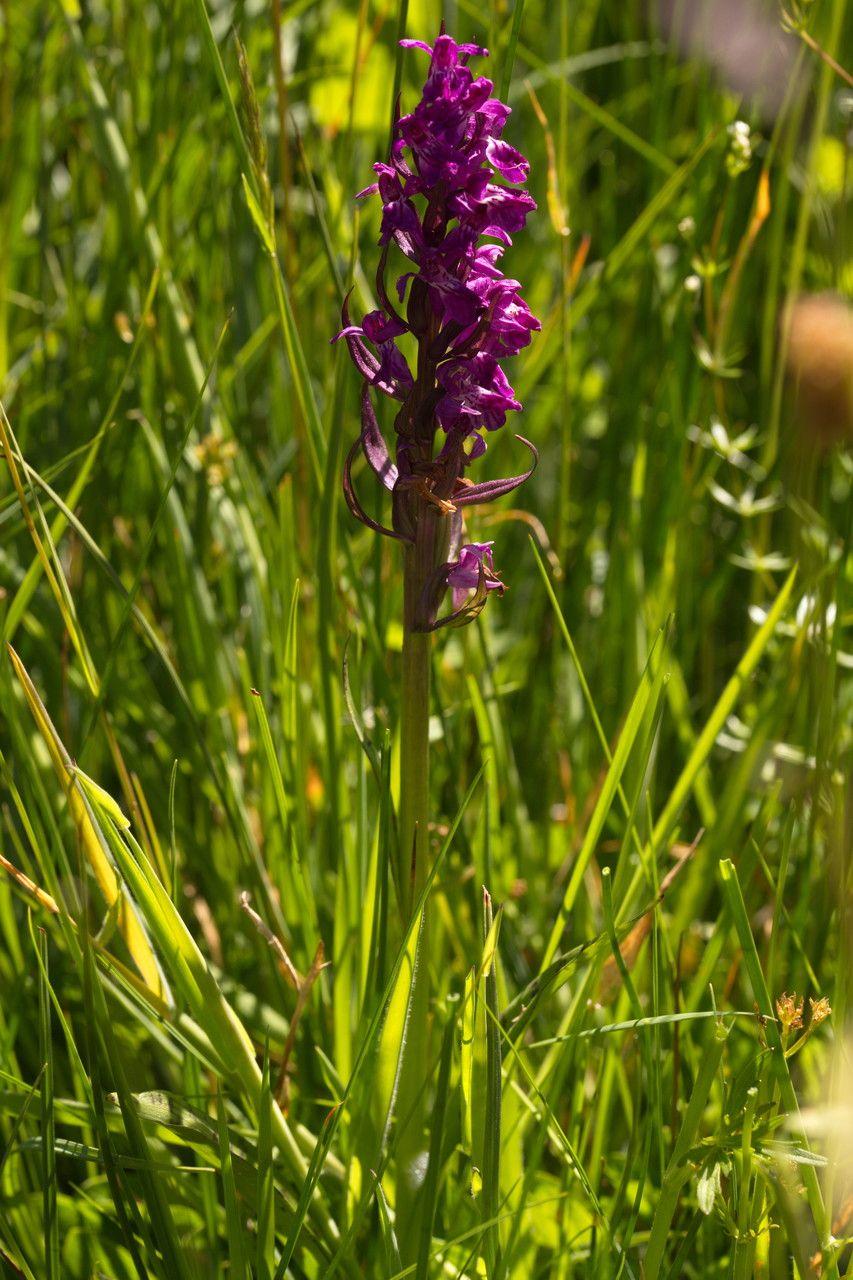 Orchis incarnat en pleine floraison dans un marais ensoleillé, avec des fleurs pourpres et des feuilles tachetées