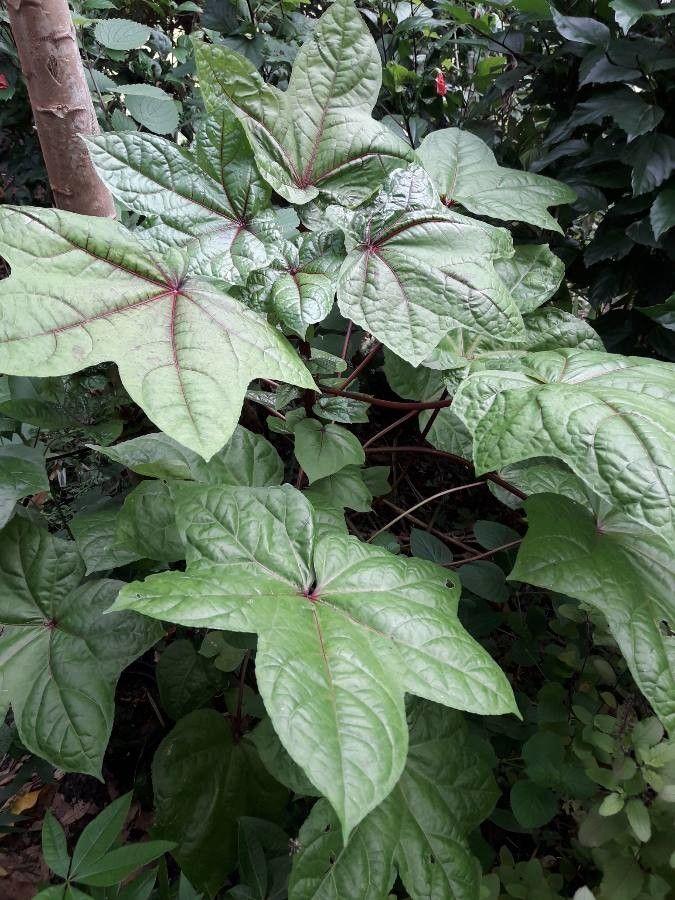 Nahaufnahme einer blühenden Ambramalve (Abelmoschus moschatus) mit cremefarbenen Blütenblättern und einem dunkelroten Zentrum