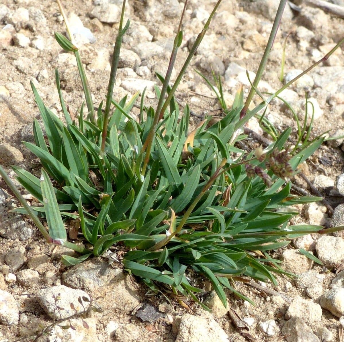 Baden's bluegrass plant showing delicate green flower panicles