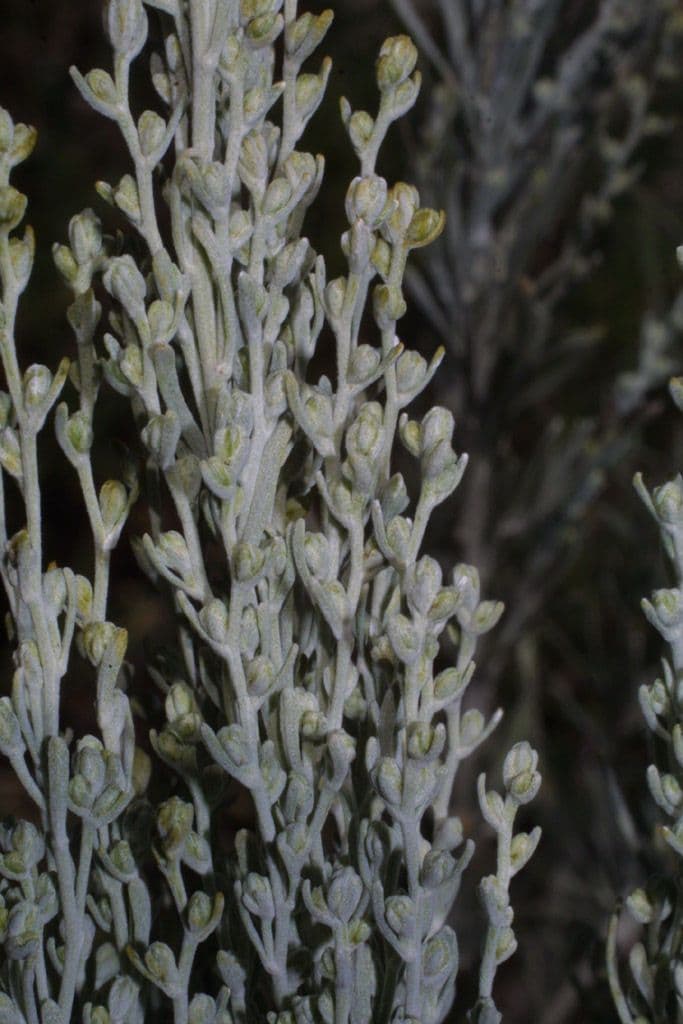 Artemisia tripartita mit fein eingeschnittenem dreilappigem graugruenen Laub als dichter kompakter Strauch