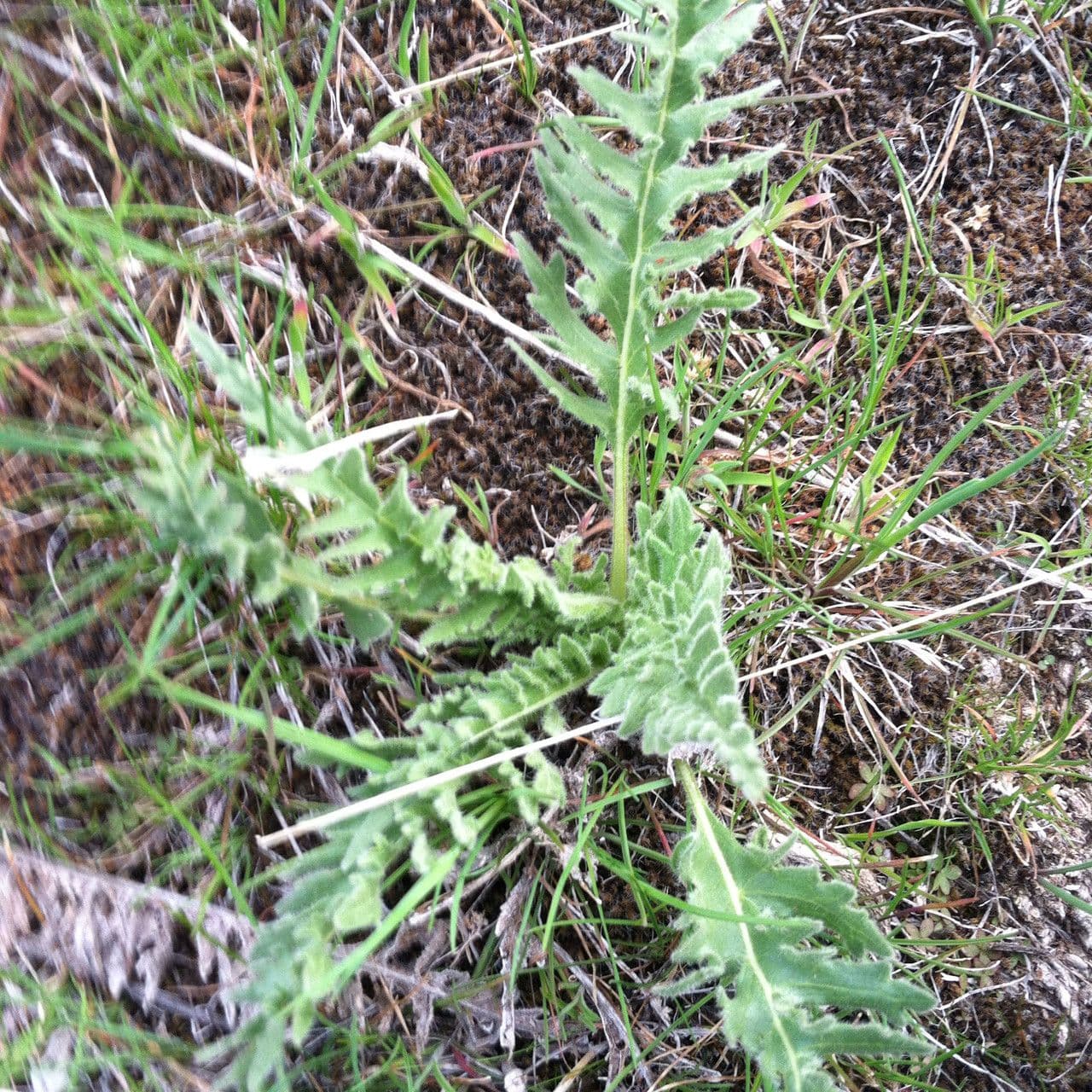 Hooker-Balsam-Sonnenblume mit goldgelben Bluten auf einem sonnigen, trockenen Hang