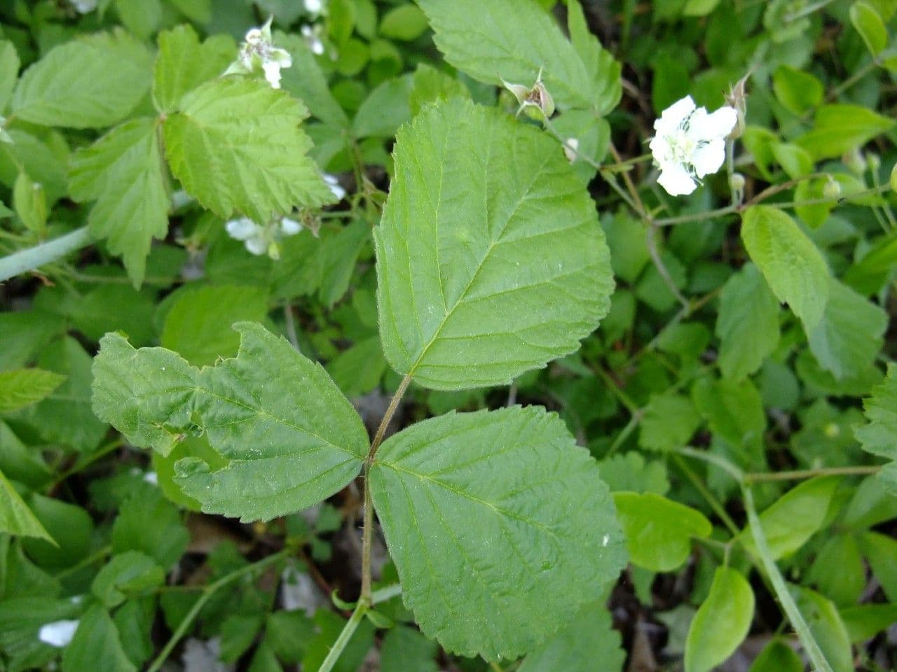 Ronce commune avec fleurs blanches et feuilles vertes