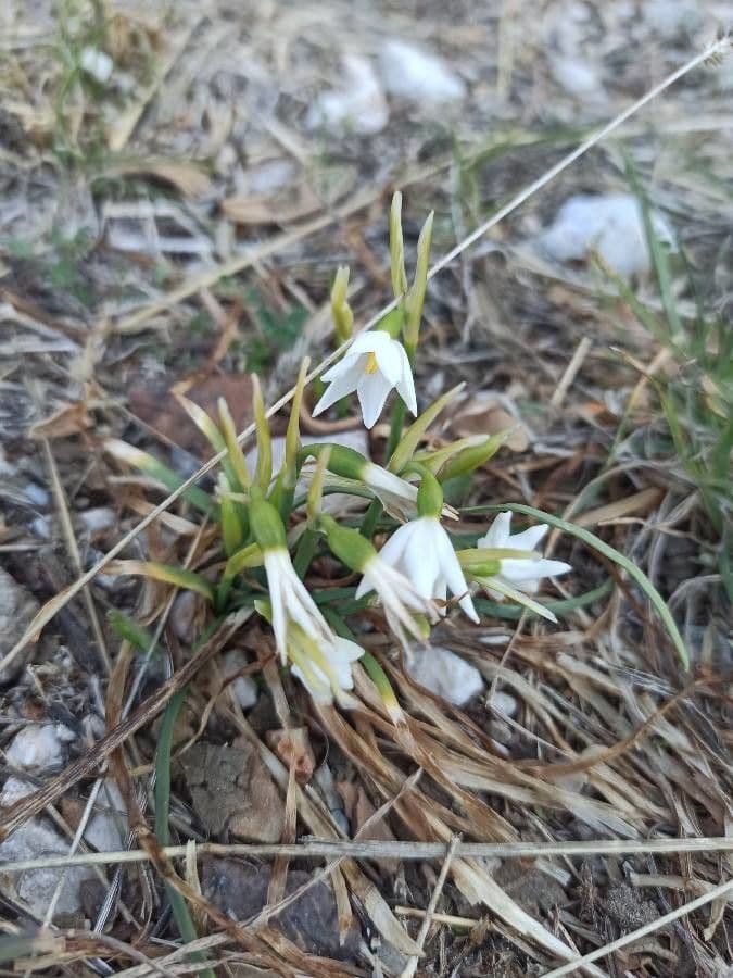 Acis nicaeensis en fleurs avec ses petites fleurs blanches pendantes dans un cadre rocheux ensoleille