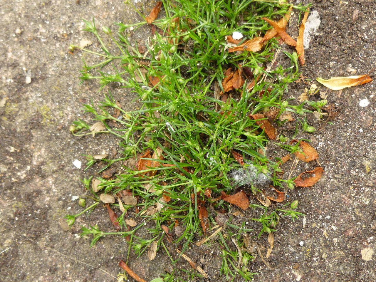 Liggende vetmuur in volle bloei tussen stenen op een lichte, vochtige plek in de tuin
