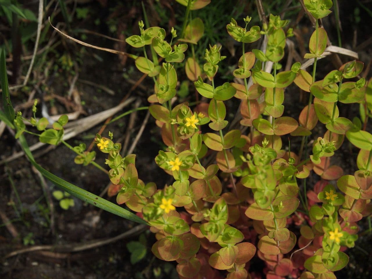 Hypericum mutilum petite millepertuis avec fleurs jaunes