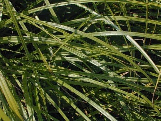 Carex a cone lisse affichant les structures caracteristiques des fruits lisses