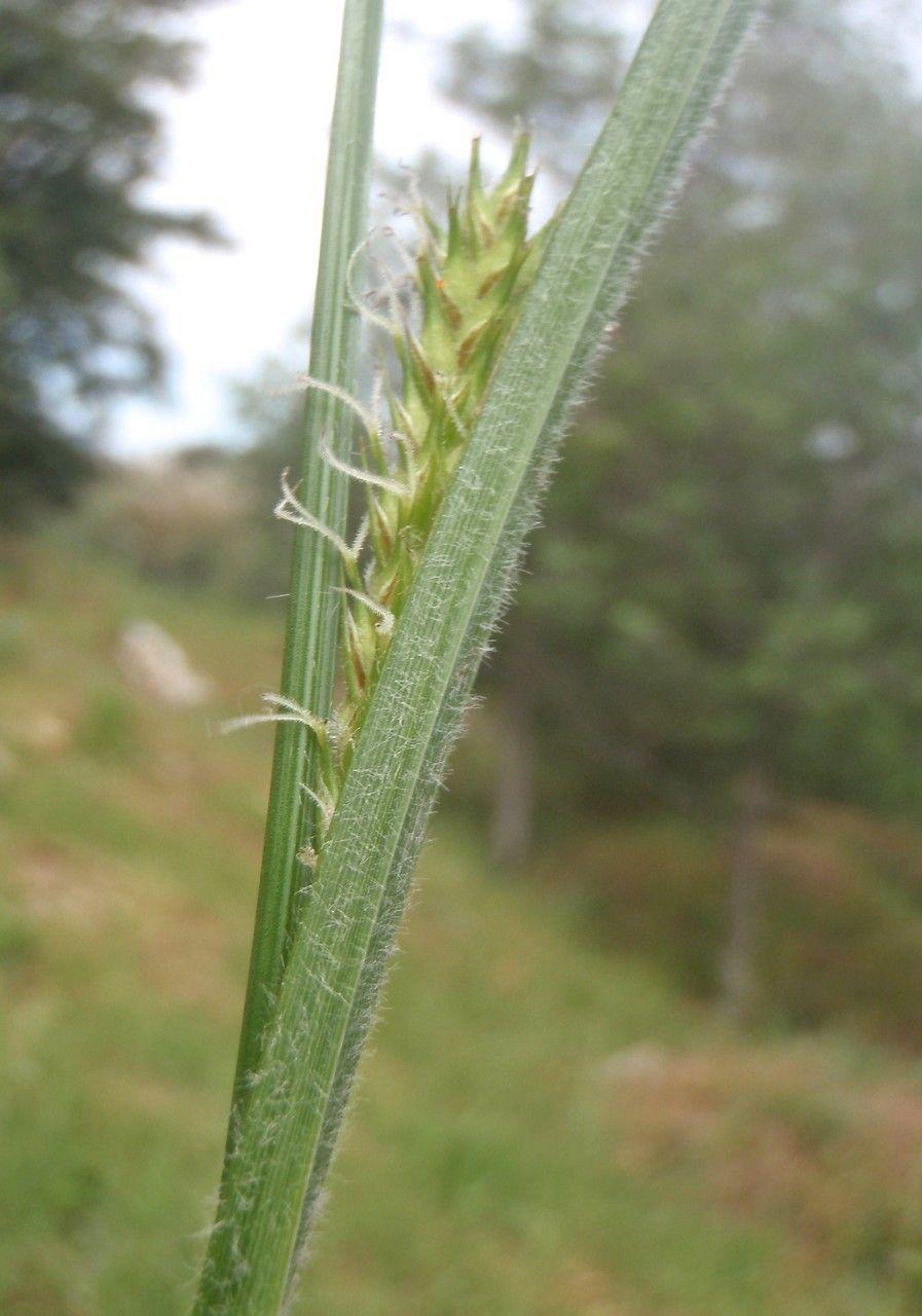 Behaarte Segge (Carex hirta) in einem feuchten, halbschattigen Garten mit Farnen und Waldstauden