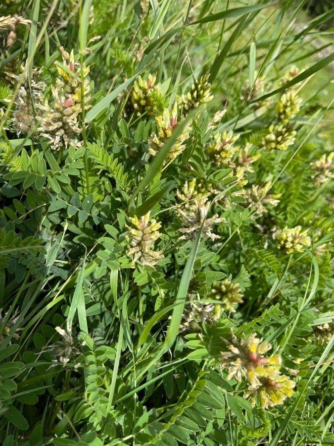 Kichertragant (Astragalus cicer) in voller Blüte auf einer sonnigen, trockenen Stelle im Garten