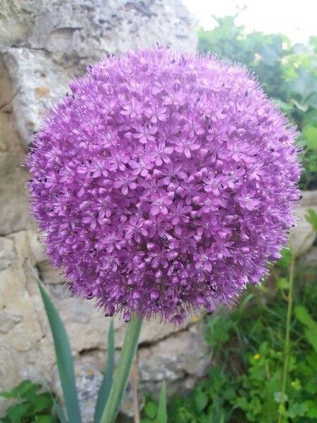 Perlzwiebel in voller Blüte, mit runden violetten Blütenständen über langen, blaugrünen Blättern