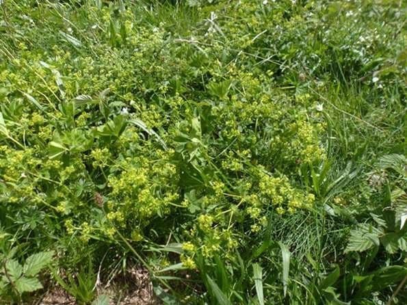 Alchemilla strigosula mit steif abstehend behaarten Stielen und zarten gelbgruenen Bluetenrispen entlang eines schattigen Gartenwegs