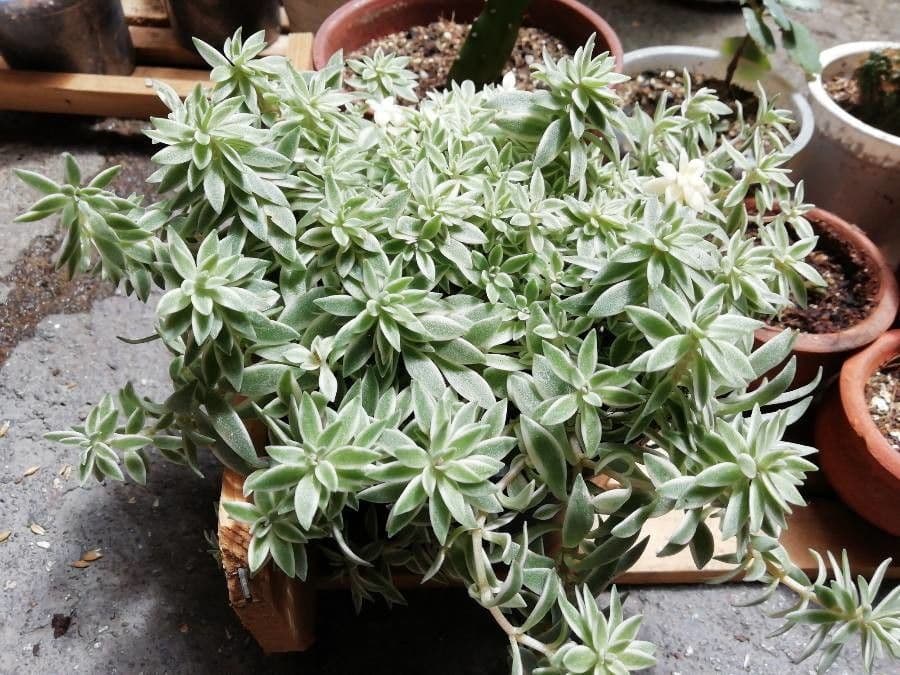 Sedum lineare naaldbladige sedum met fijne groene naalderige bladeren