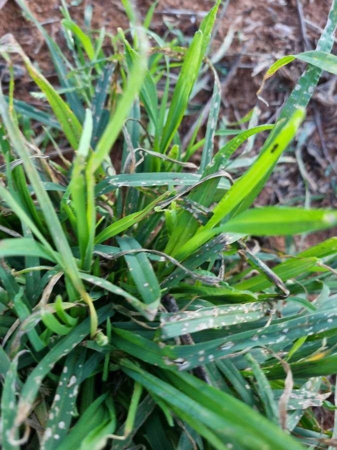 Crowfoot grass with its distinctive finger-like flower spikes in a sunny spot