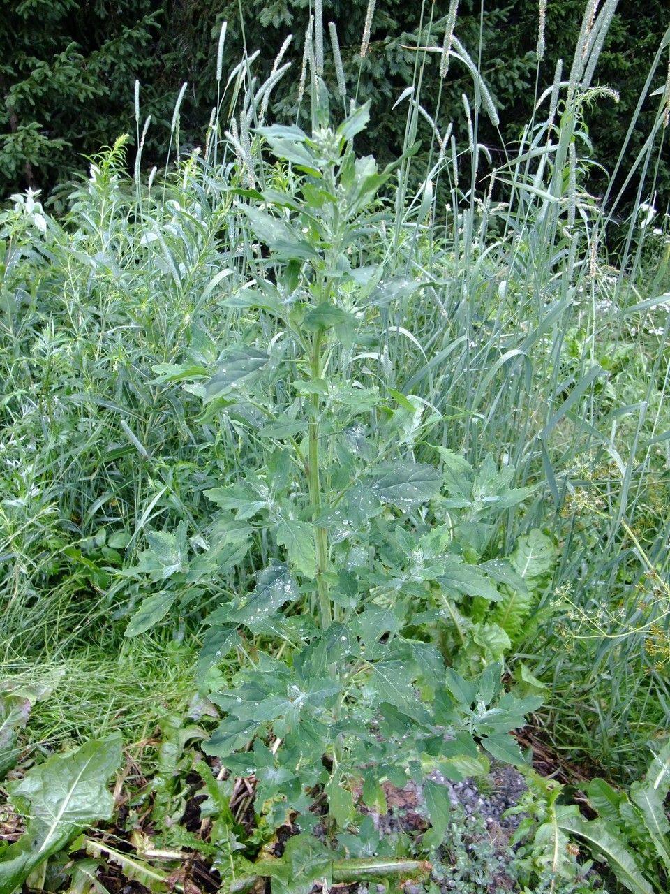 Stinkender Gänsefuß (Chenopodium vulvaria) in voller Blüte an einem feuchten, schattigen Ort im Garten, behaarte Stängel und tief eingeschnittene Blätter