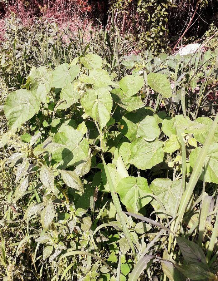 Chinesische Samtpappel mit gelben Blüten in sonnigem Gartenbeet
