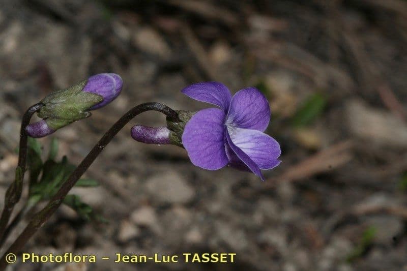 Purple flowers of Cutleaf Japanese Violet with finely cut foliage