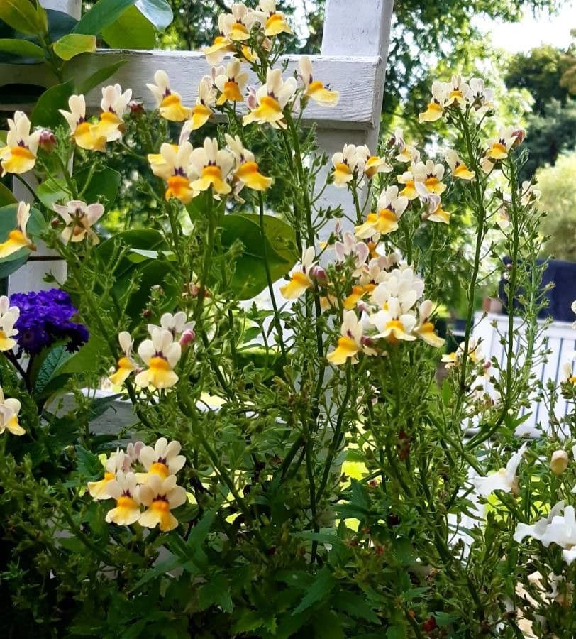 Nemesia with multi-colored flowers in yellow, red, orange, and white combinations