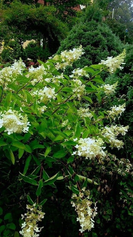 Rispen-hortensia (Hydrangea paniculata) met grote witte bloeitrossen in zomerzon