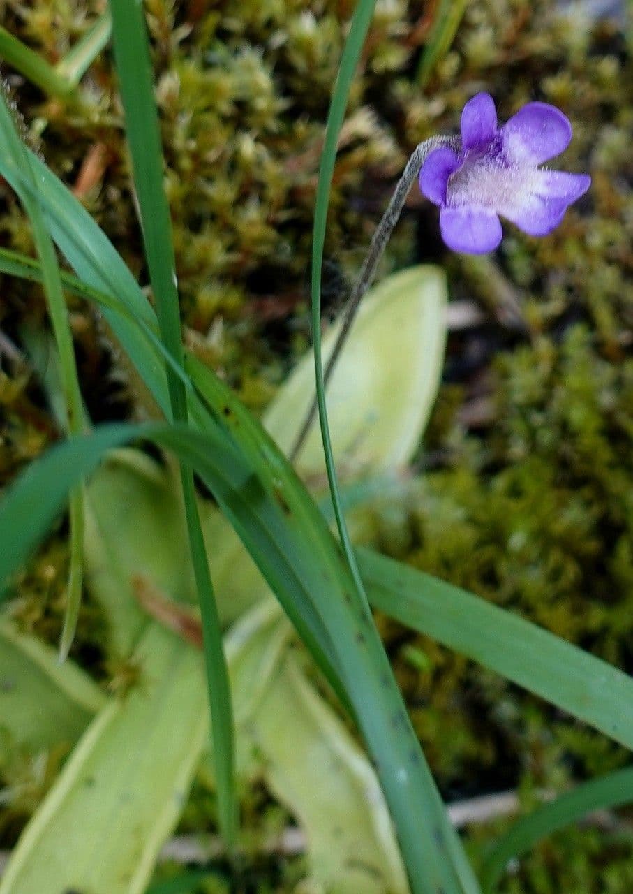 Purple-violet flowers of Pinguicula vulgaris butterwort