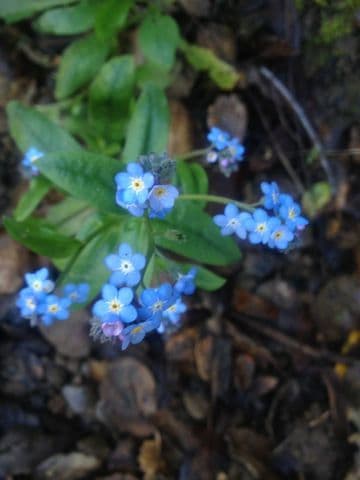 Myosotis latifolia met kleine blauwe bloemen