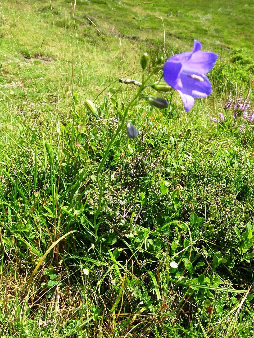 Pfirsichblättrige Glockenblume mit blauen Glockenblüten in einem lichtschattigen Gartenbeet