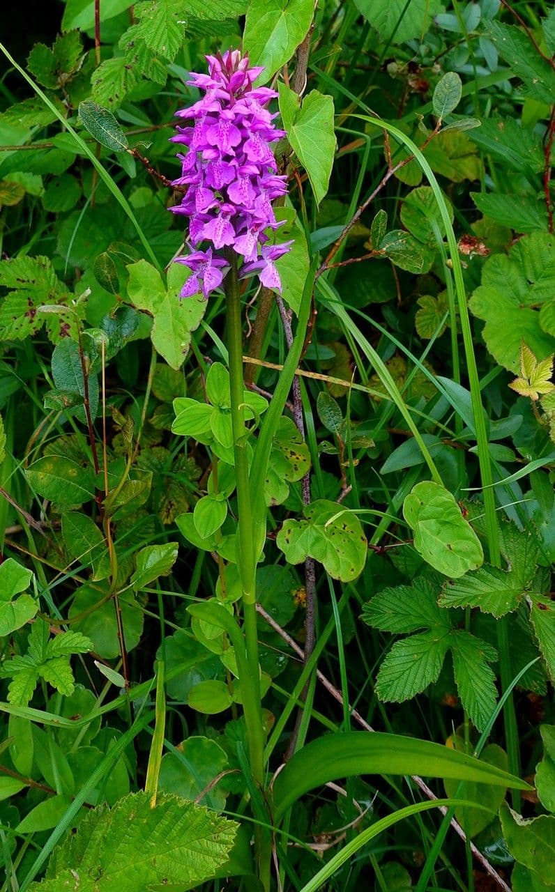 Orchis négligé