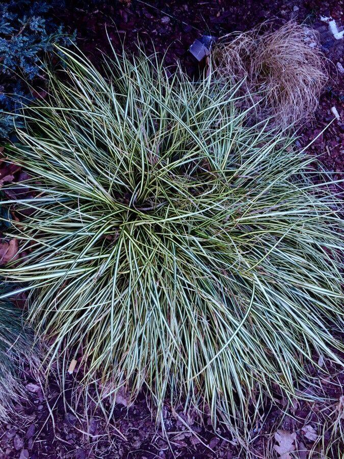 Laîche pied-d'oiseau en pleine croissance sur un bord de bois humide, avec des épis bruns délicats au-dessus du feuillage vert foncé