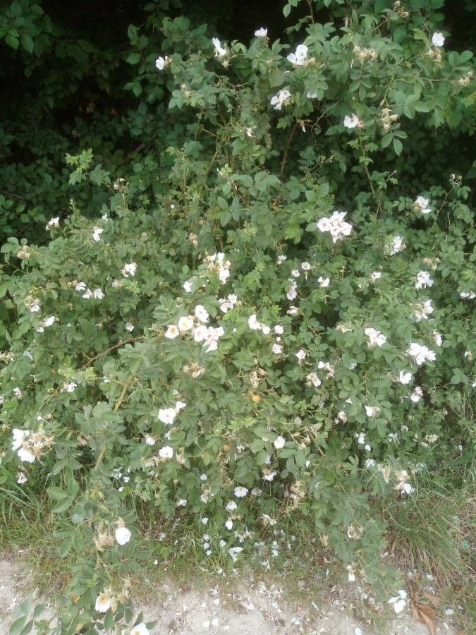 Viltroos met roze bloemen en zachtbehaarde bladeren