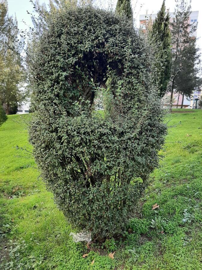 Cotoneaster pannosus mit glänzenden Blättern und orangefarbenen Beeren im Herbst