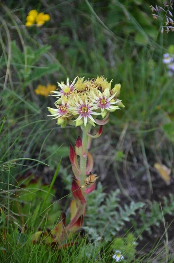 Sempervivum grandiflorum flowers in summer