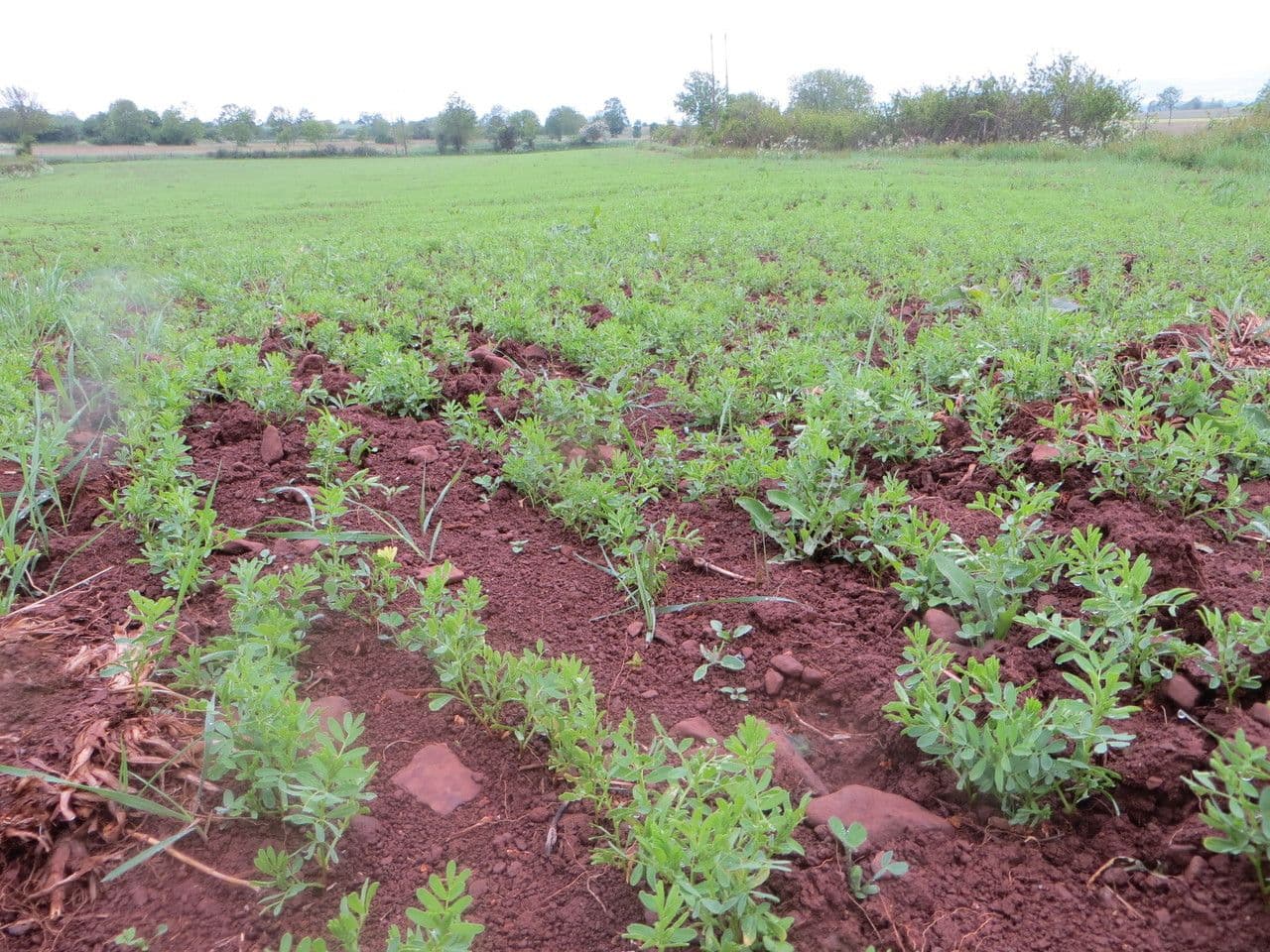 Lentil (Vicia lens) with seed-filled pods