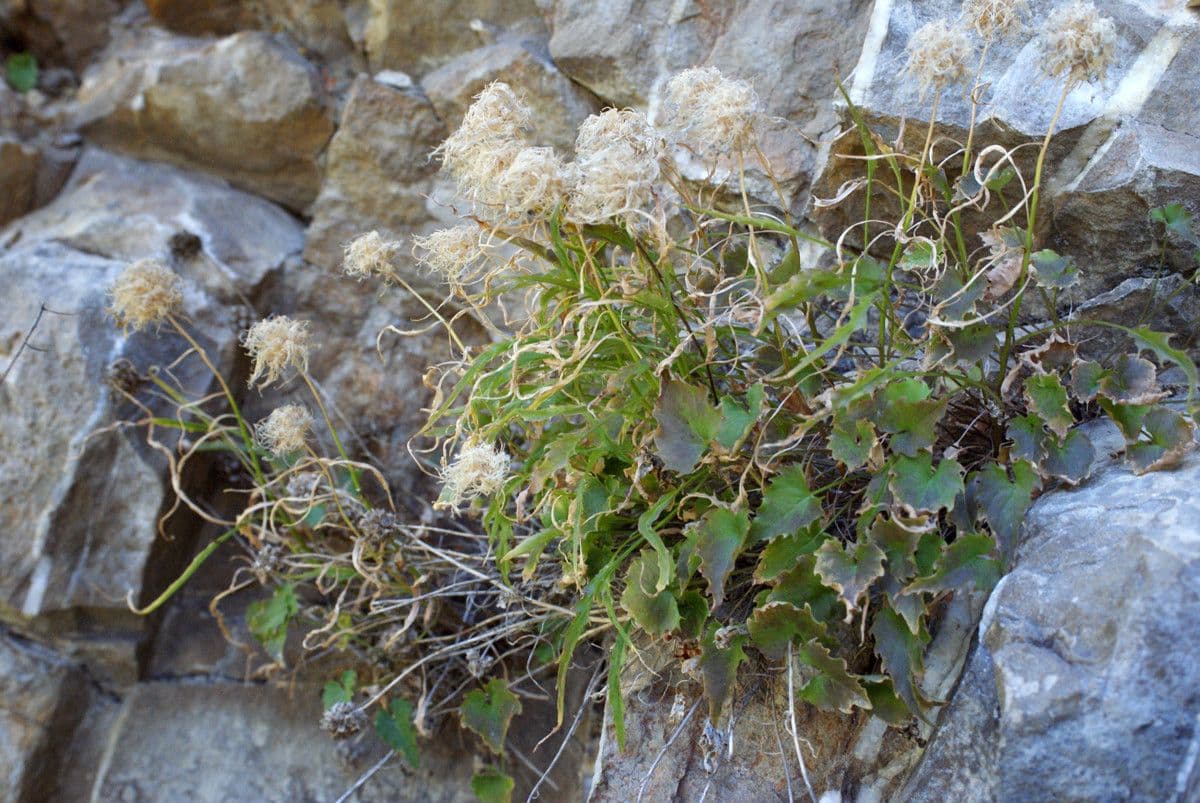 Phyteuma charmelii with compact blue flower heads growing among alpine rocks