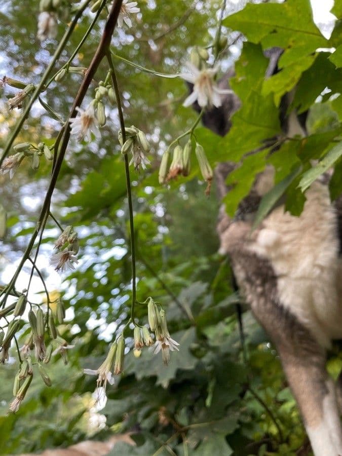 Nabalus albus avec ses bouquets de fleurs blanches pendantes a la lisiere d'un bois ombrage