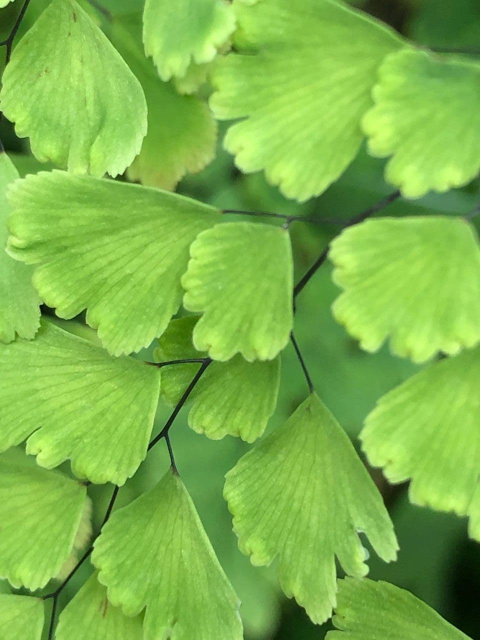Delta Maidenhair Fern with characteristic delicate fronds