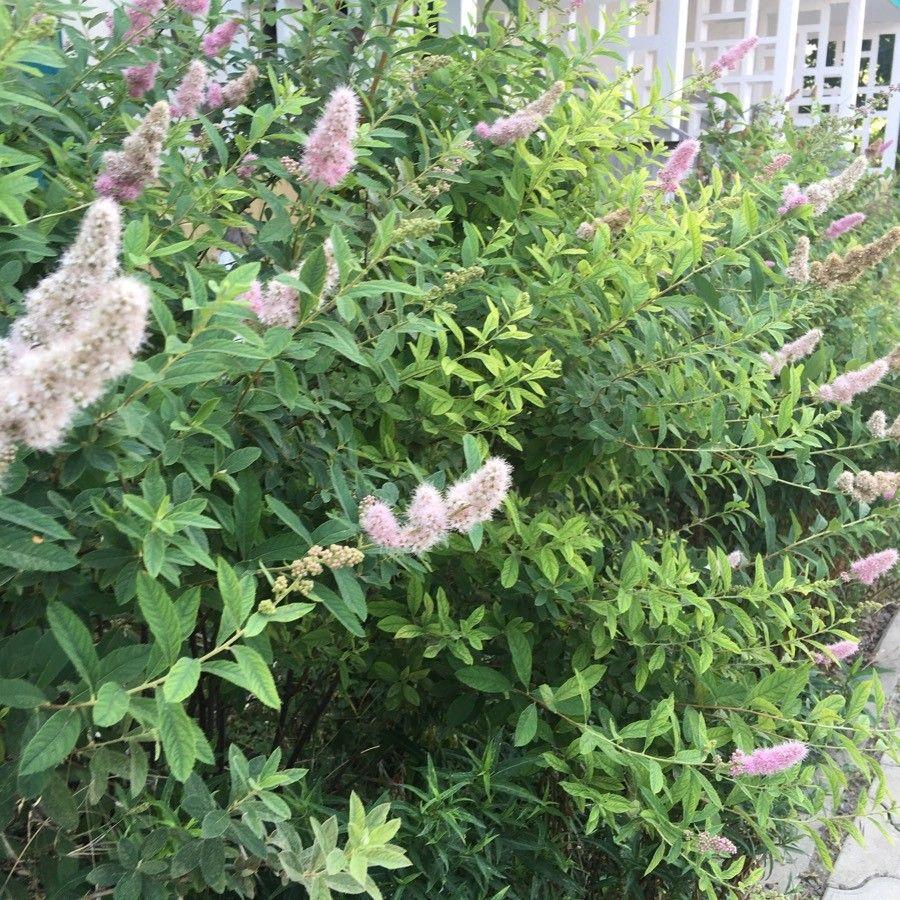 Weiden-Spierstrauch in voller Blüte mit rosa, quastenförmigen Blüten in einem sonnigen Beet