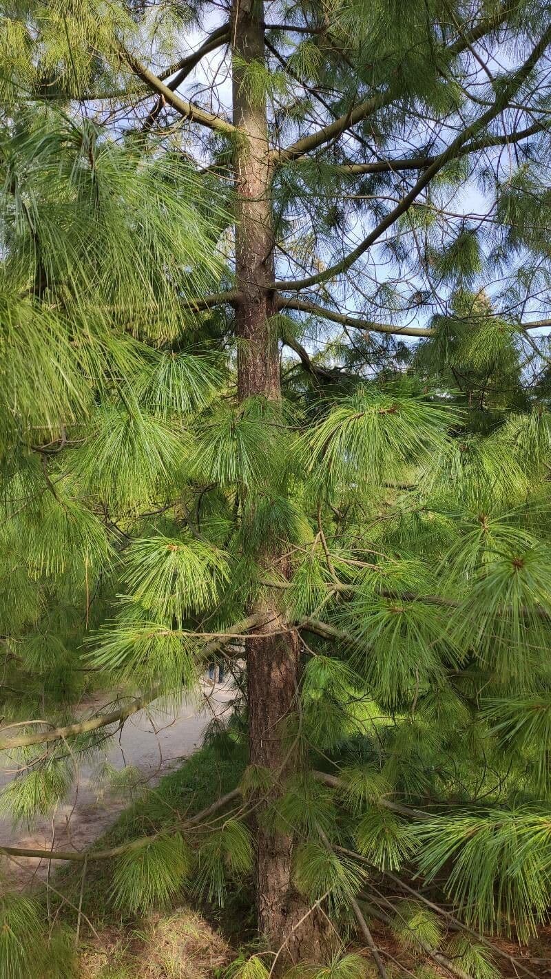 Pinus bhutanica growing as ornamental tree form in mountain setting