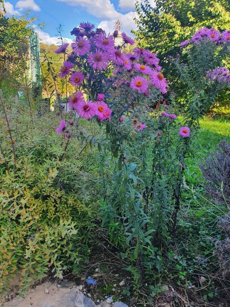 Paarse aster bloemen van de Nieuw-Engelse aster