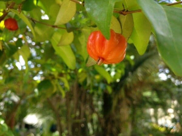 Eugenia uniflora mit glänzend grünen Blättern und lebhaften roten Beeren