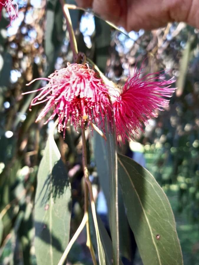 Eucalyptus leucoxylon avec fleurs roses et rouges sur feuillage bleu-vert