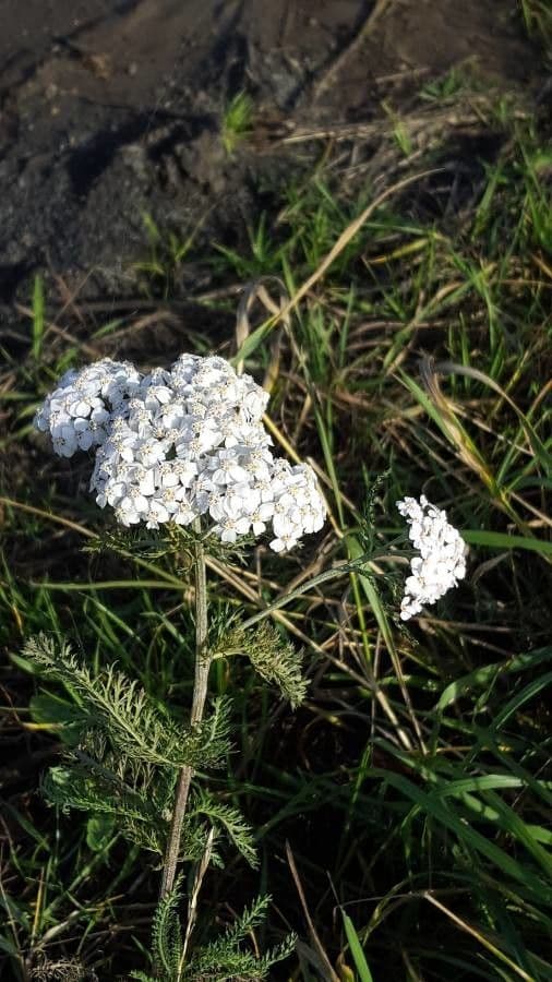 Schafgarbe mit dichten Blütentrugdolden
